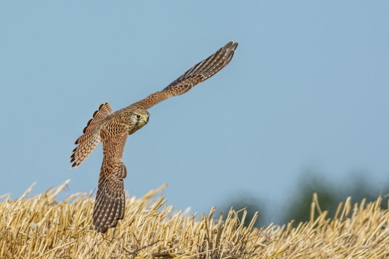 Gheppio (Falco tinnunculus)